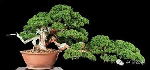 广东拍卖到100万以上的盆景作品