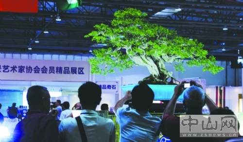 60盆顶级盆景 现场拍卖