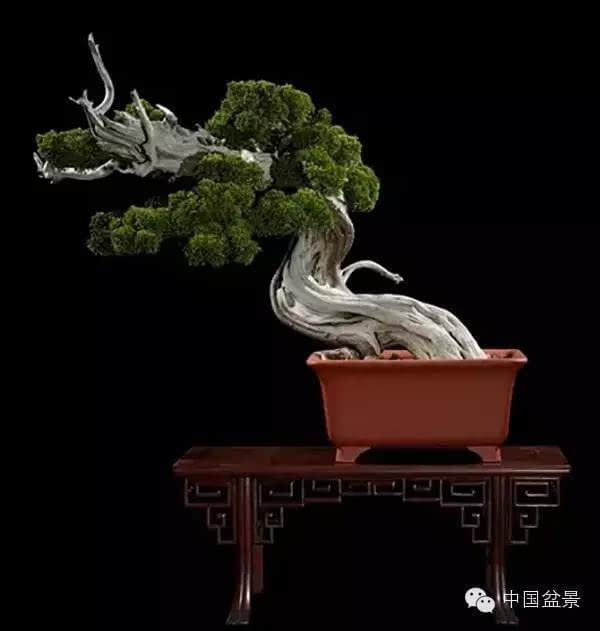 西泠印社2015春季拍卖会-园艺盆景精品部分拍品赏析