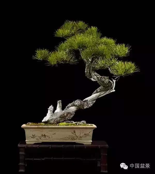 西泠印社2015春季拍卖会-园艺盆景精品部分拍品赏析