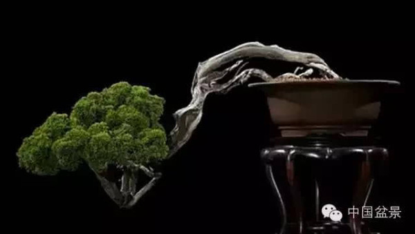 西泠印社2015春季拍卖会-园艺盆景精品部分拍品赏析