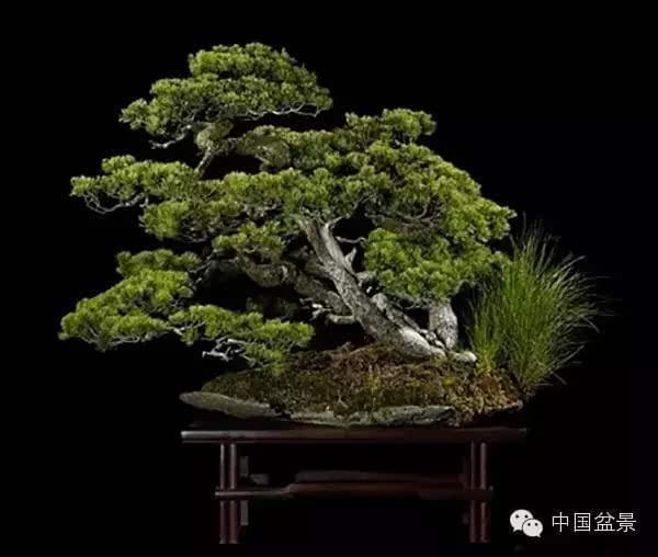 西泠印社2015春季拍卖会-园艺盆景精品部分拍品赏析