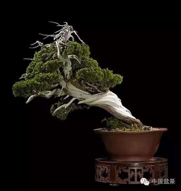 西泠印社2015春季拍卖会-园艺盆景精品部分拍品赏析