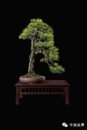 2014年秋季盆景拍卖会