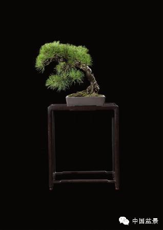 2014年秋季盆景拍卖会