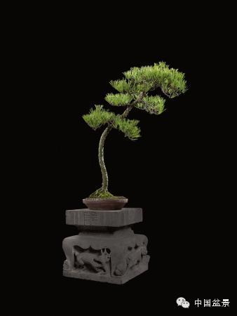 2014年秋季盆景拍卖会