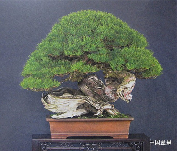 2014年秋季盆景拍卖会