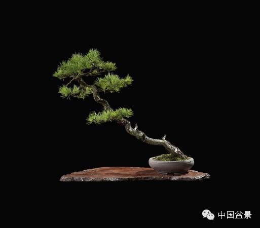 2014年秋季盆景拍卖会