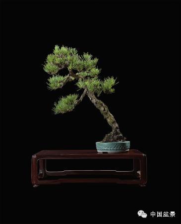 2014年秋季盆景拍卖会