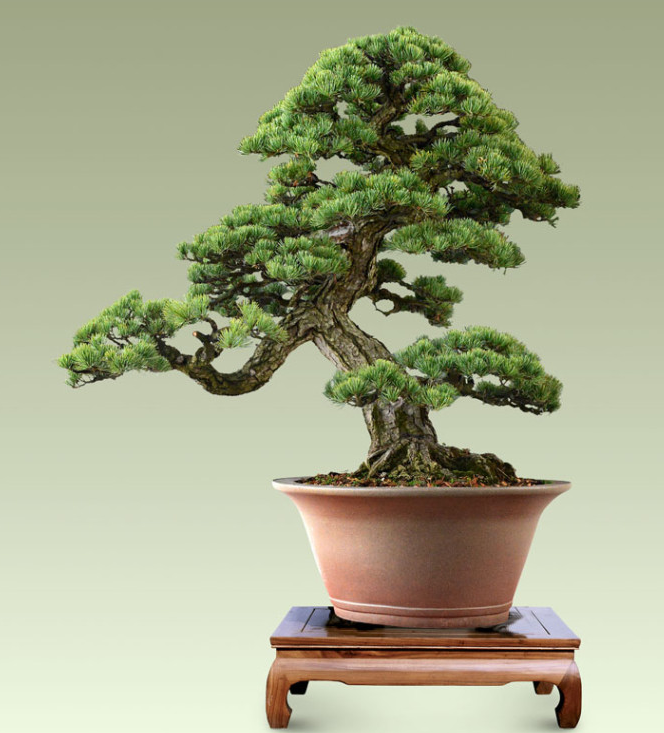 上海驰翰2013中国盆景拍卖会