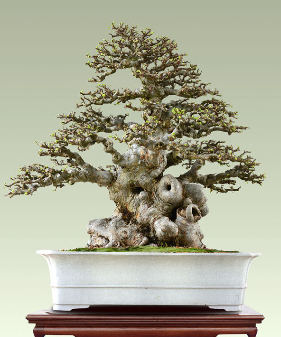 凝重(榆树)90×95cm 凝重(榆树)90×95cm