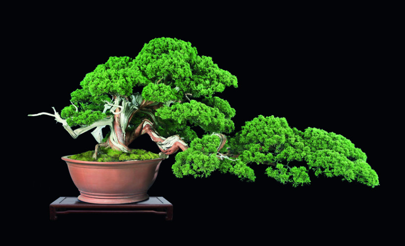 真柏120×160cm 真柏120×160cm