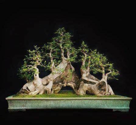 沪上首个盆景拍卖专场问世