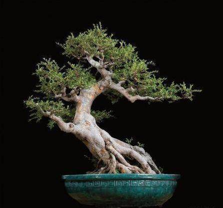 西泠拍卖2014年秋拍首次推出中国园艺盆景专场