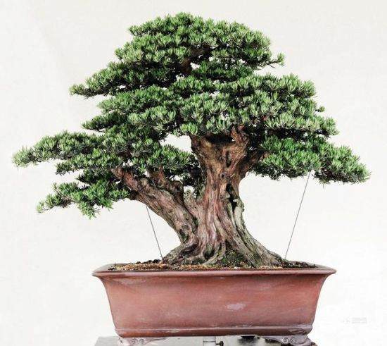 2013生态艺术盆景拍卖专场圆满落槌后