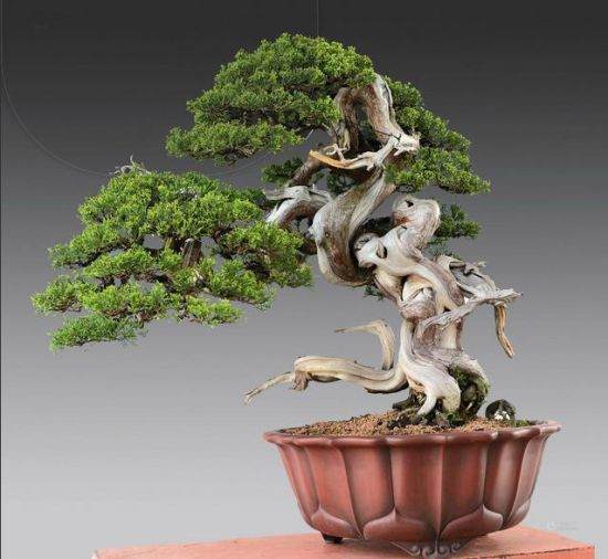 2013生态艺术盆景拍卖专场圆满落槌后