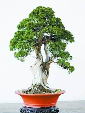 上海驰翰试水生态艺术盆景拍卖