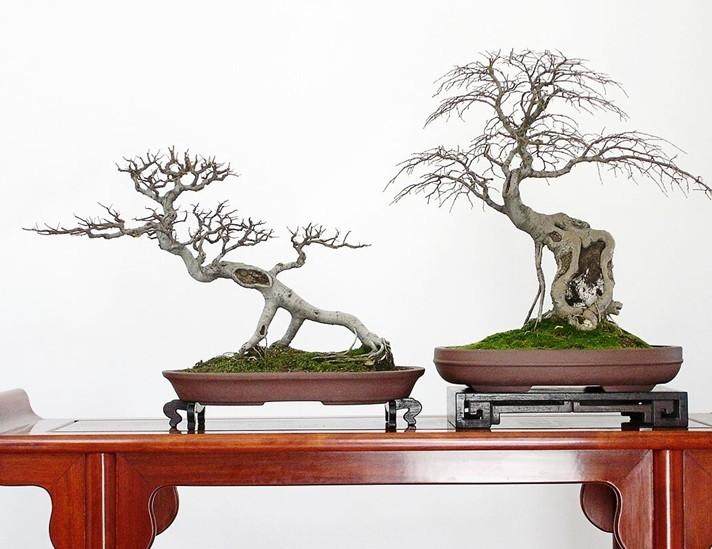 160万元天价拍卖一对盆景!