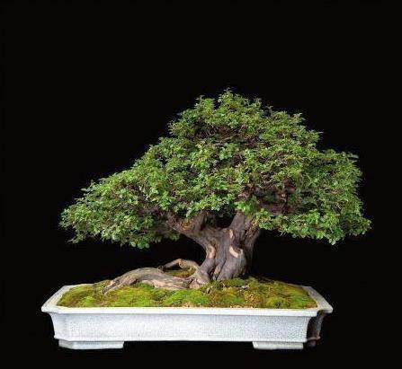 上海盆景拍卖 联系我想拿两盆盆景拍卖