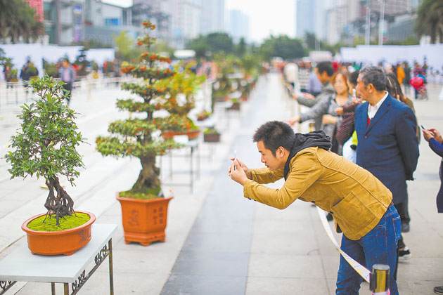 永川有望打造成金弹子盆景艺术之乡