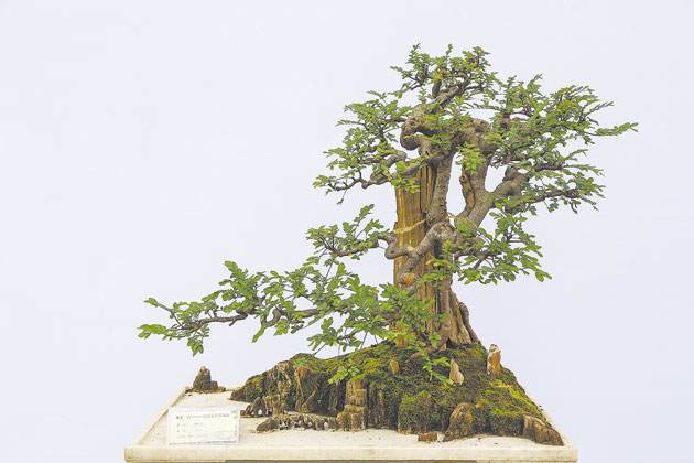 永川有望打造成金弹子盆景艺术之乡