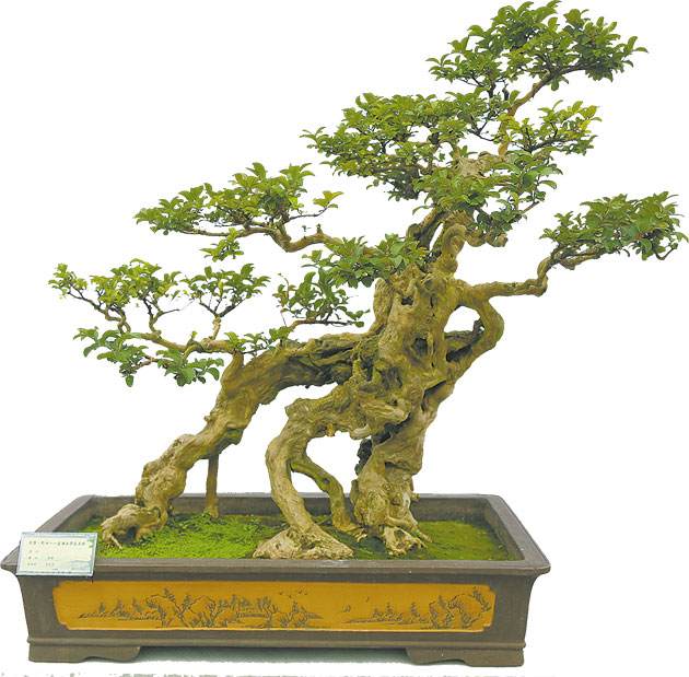 永川有望打造成金弹子盆景艺术之乡