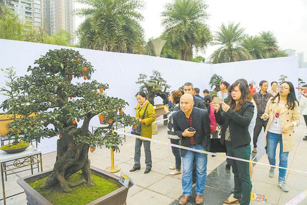 永川有望打造成金弹子盆景艺术之乡