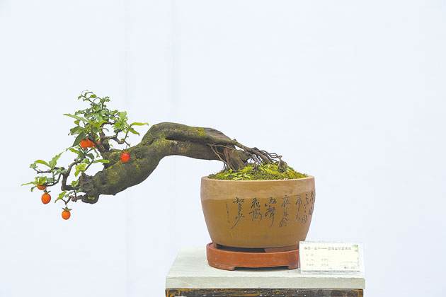 永川有望打造成金弹子盆景艺术之乡