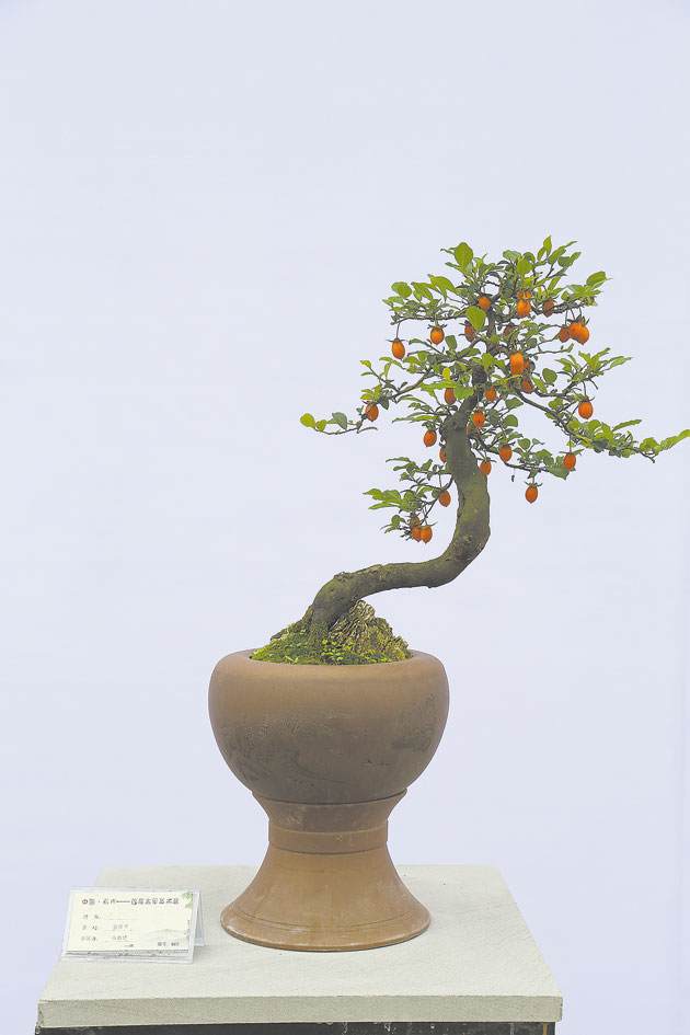 永川有望打造成金弹子盆景艺术之乡