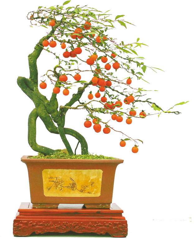 永川有望打造成金弹子盆景艺术之乡