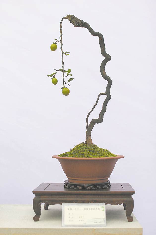 永川有望打造成金弹子盆景艺术之乡