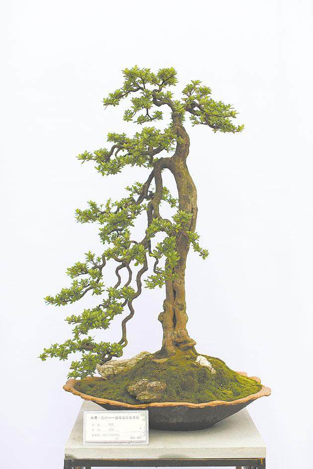 永川区首届盆景艺术展在人民广场开幕