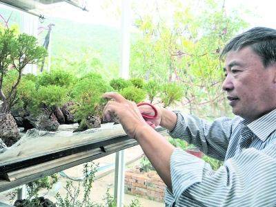 点击图片翻到下一页>> 图:管铁亚正在打理“一寸岩松”。