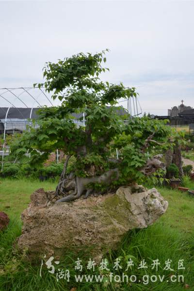 石栽盆景石头上种树你见过吗?
