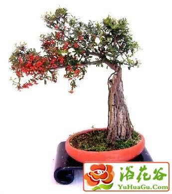 附石式盆景分水附石和旱附石两种