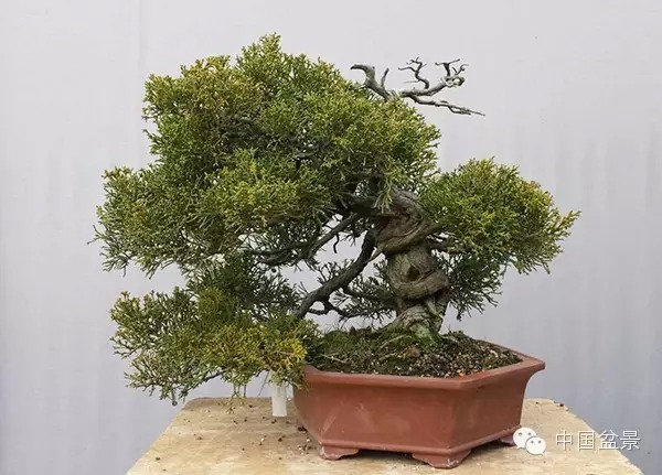 图解 真柏附石与文人黑松盆景的制作