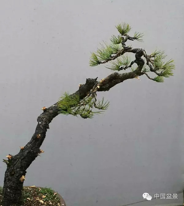 图解 真柏附石与文人黑松盆景的制作