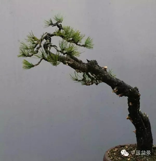 图解 真柏附石与文人黑松盆景的制作