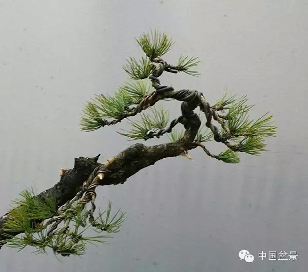 图解 真柏附石与文人黑松盆景的制作