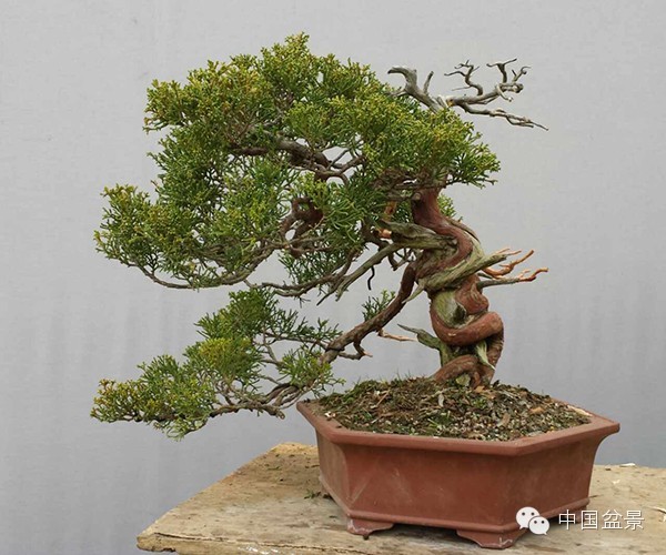 图解 真柏附石与文人黑松盆景的制作