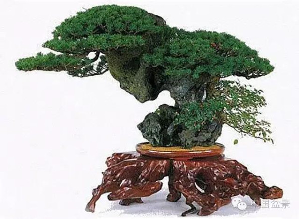 图解 真柏附石与文人黑松盆景的制作