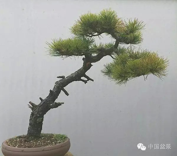 图解 真柏附石与文人黑松盆景的制作