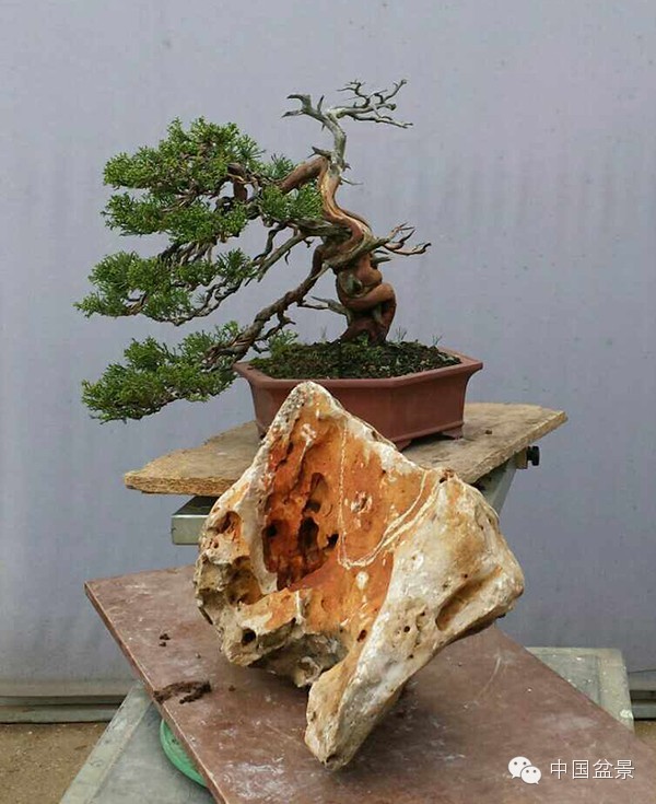 图解 真柏附石与文人黑松盆景的制作