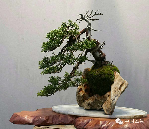 图解 真柏附石与文人黑松盆景的制作