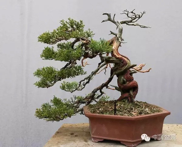 图解 真柏附石与文人黑松盆景的制作