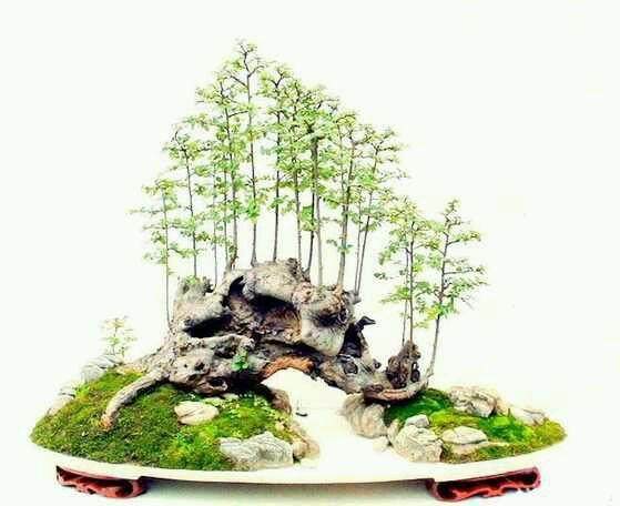 商丘市首届附石盆景艺术展开展