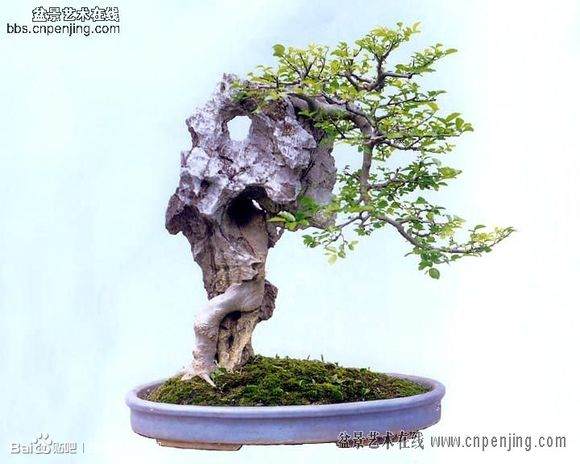 值得收藏的商丘附石盆景