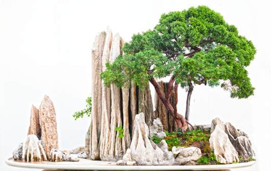 附石式盆景制作要注意的几个要点——植物网