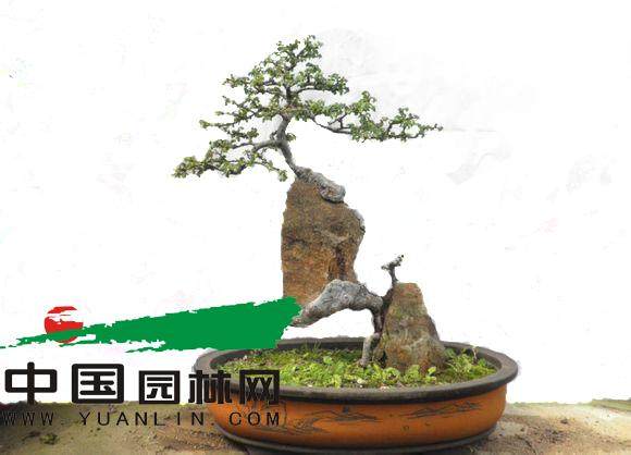 附石榆树盆景