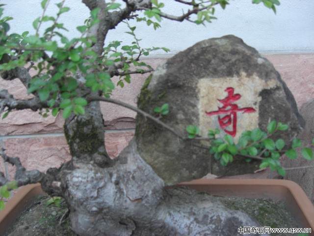 一盆附石的榆树奇石盆景请欣赏 图片大全